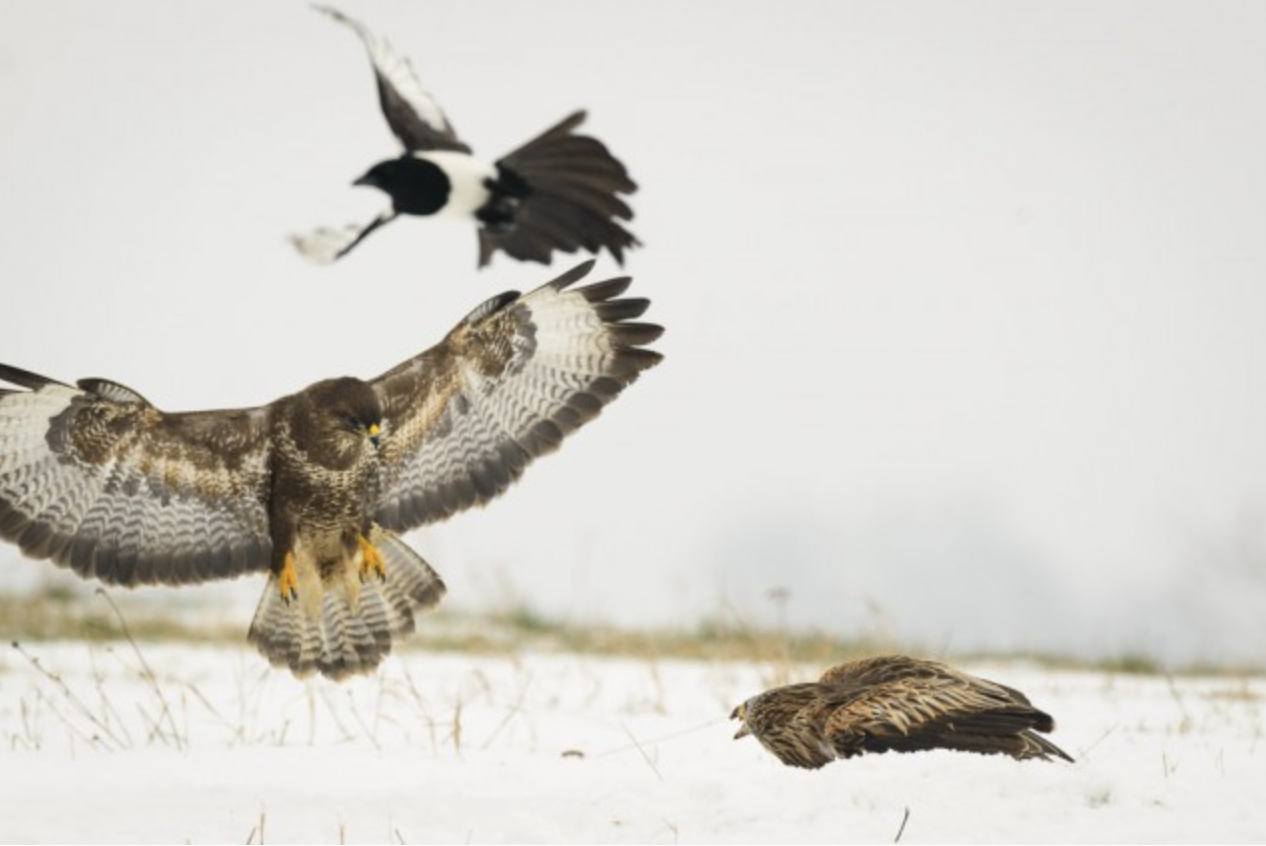 RED KITE