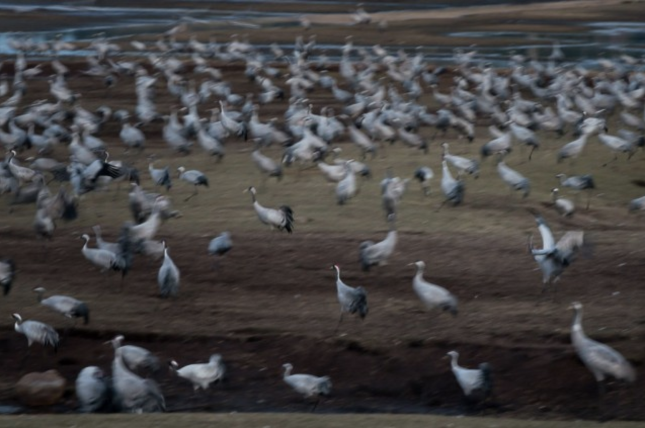 19 900 CRANES  HORNBORGARSJÖN