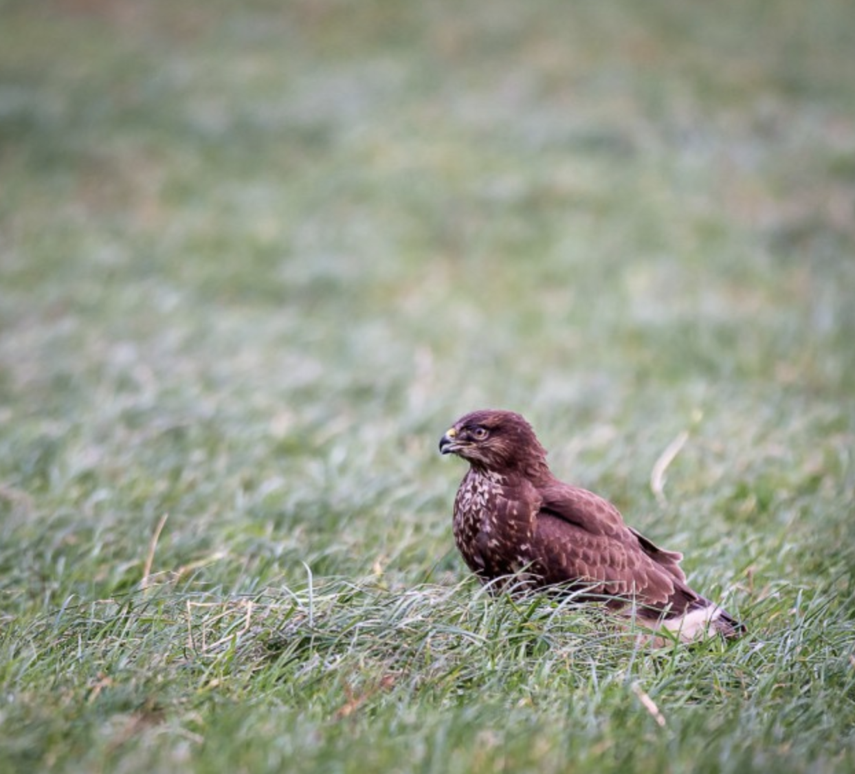 COMMON BUZZARD – STORM EGON