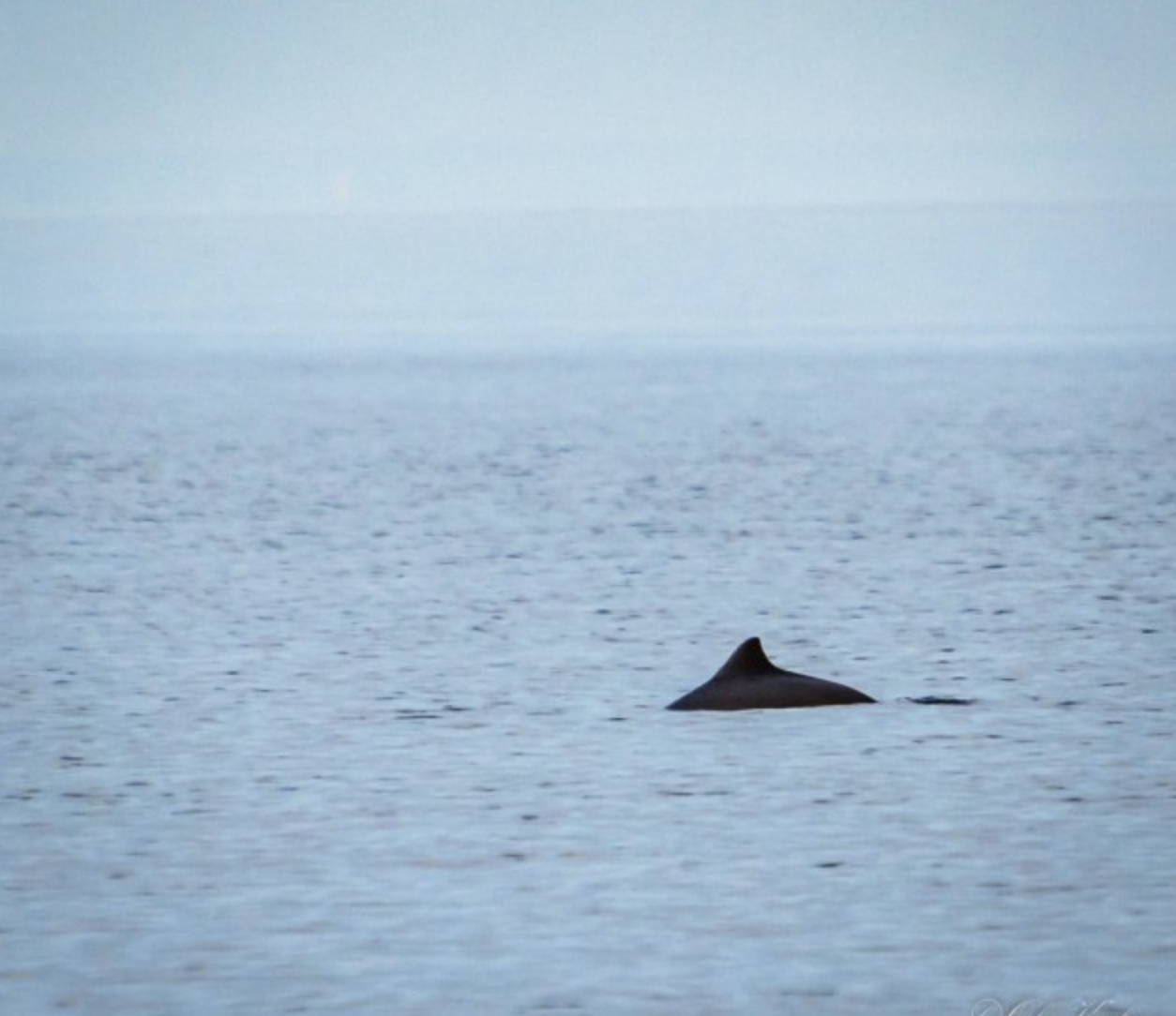 PORPOISES